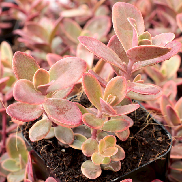 Sedum Sunsparkler® 'Wildfire'