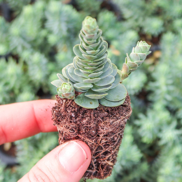 Sedum anacampseros [plug] - March