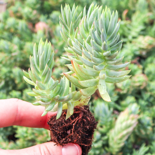 Sedum reflexum 'Spanish Blue Select' [plug] - March
