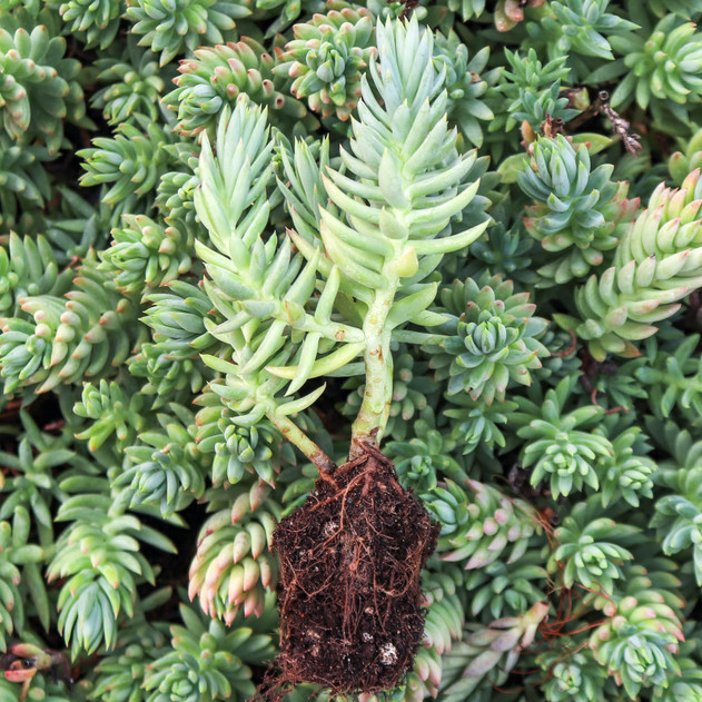 Sedum reflexum 'Spanish Blue Select' [plug] - March