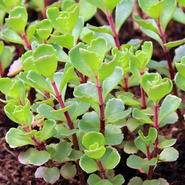 Sedum spurium 'Dragon's Blood'