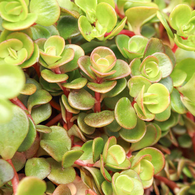 Sedum tetractinum - Chinese Stonecrop [plug] - March