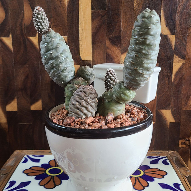 Tephrocactus articulatus var. inermis - Pine Cone Cactus (Mature)