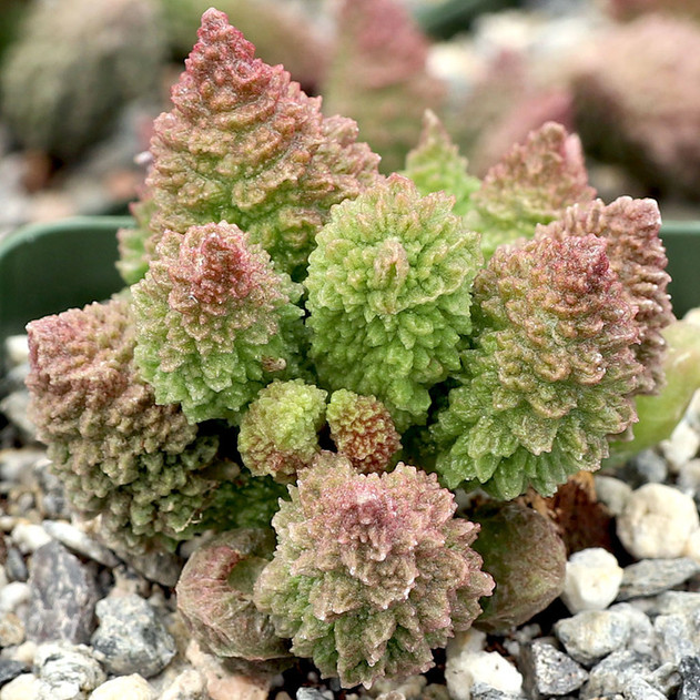 Adromischus marianae f. herrei [large] - May