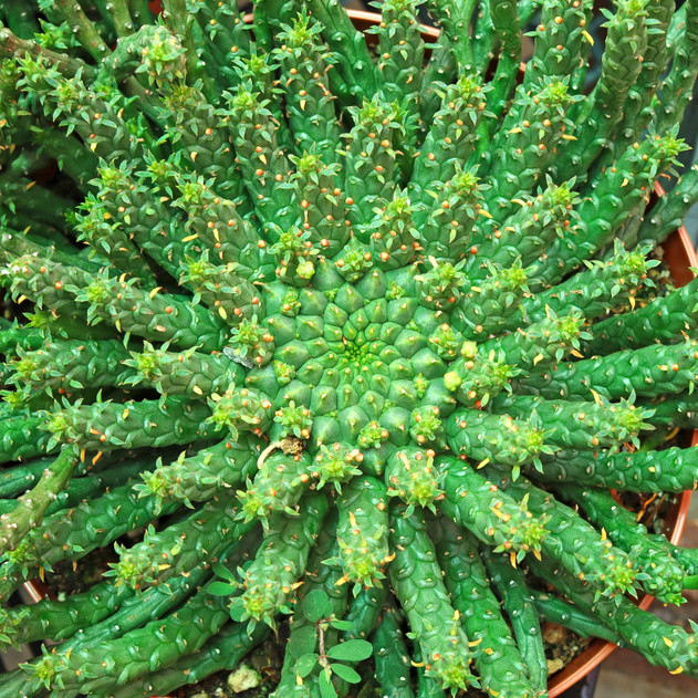Euphorbia flanangii - Medusa's Head [extra large]