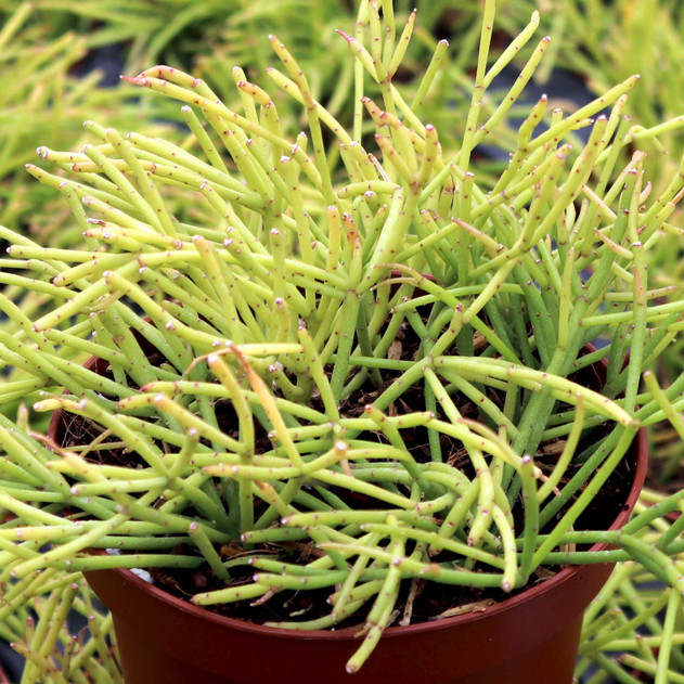 Rhipsalis burchellii [large] - March