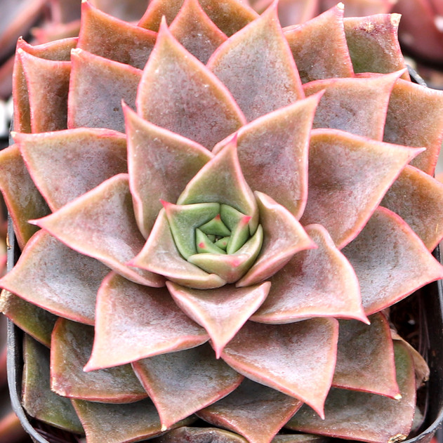 Echeveria 'Rubella' - March