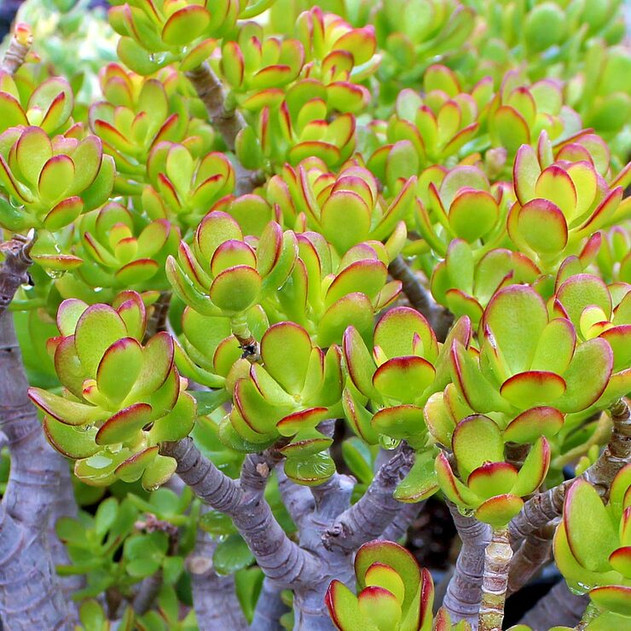 Crassula ovata 'Baby Jade' (Mature)
