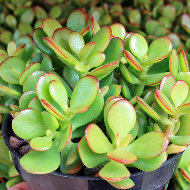 Crassula ovata 'Baby Jade' [large]