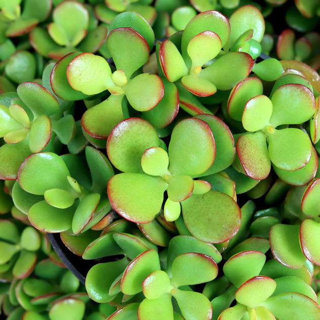 Crassula ovata 'Baby Jade' [large]