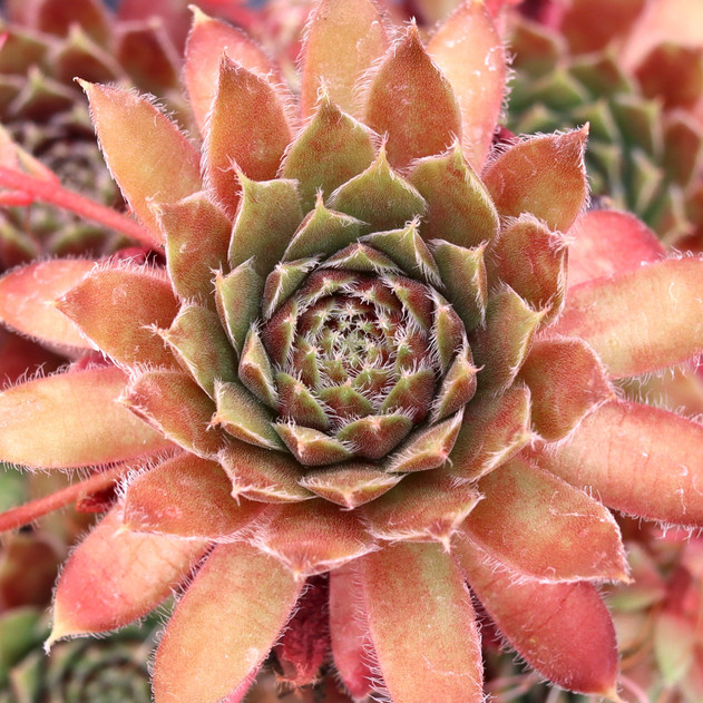 Chick Charms® Gold Dust™ [plug] - May