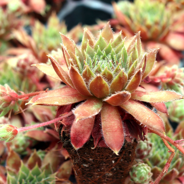 Chick Charms® Gold Dust™ [plug] - May