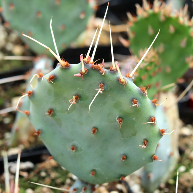Opuntia 'Santa Rita' - July