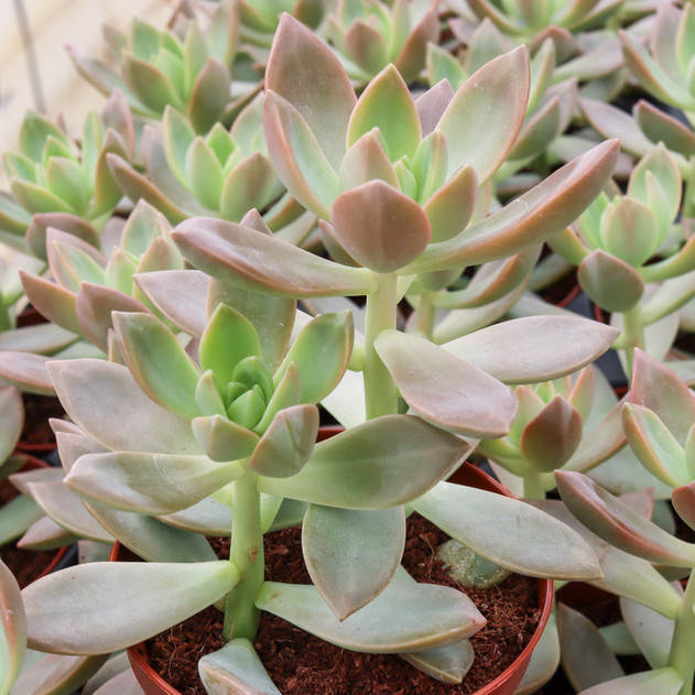 Graptosedum 'California Sunset' [large]