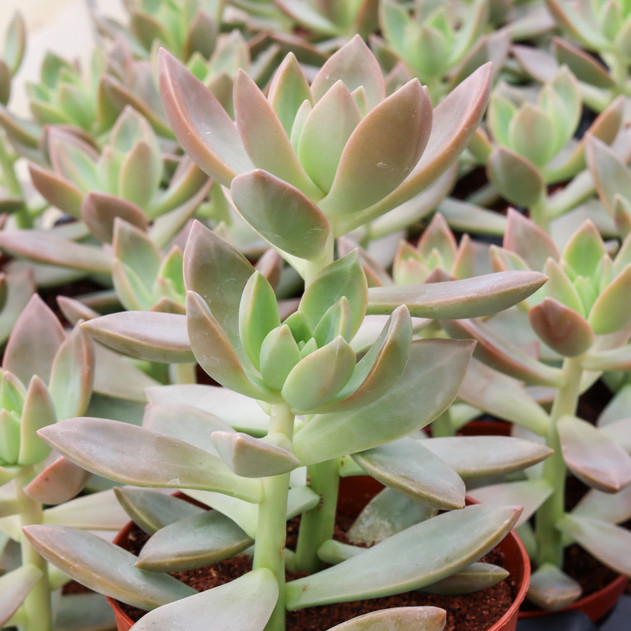 Graptosedum 'California Sunset' [large]