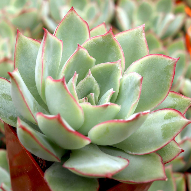 Echeveria 'Esther' - July