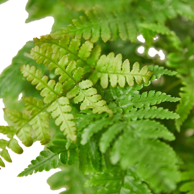Dryopteris erythrosora - Autumn Fern