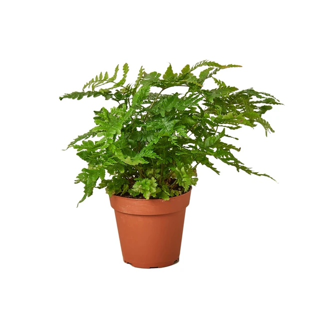 Dryopteris erythrosora - Autumn Fern