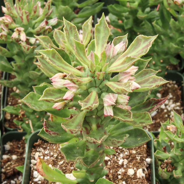 Euphorbia stapelioides [large]