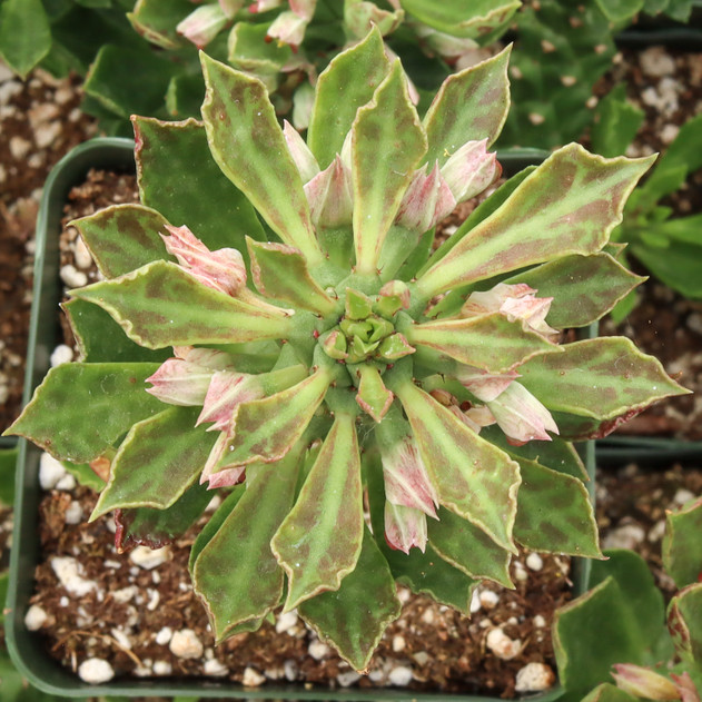 Euphorbia stapelioides [large]