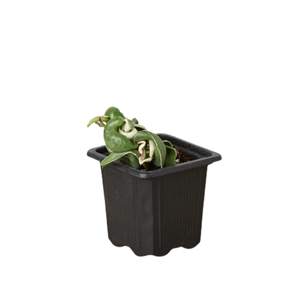 Hoya 'Rope Plant' Variegated