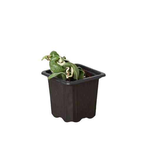 Hoya 'Rope Plant' Variegated