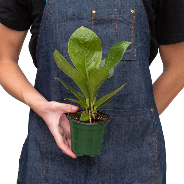 Anthurium bonplandii ssp. guayanum - Cobra