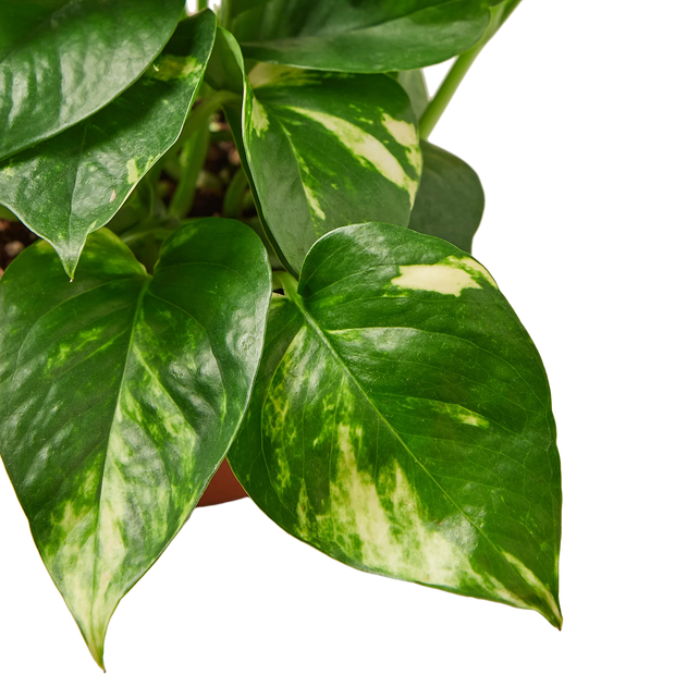 Pothos 'Golden'