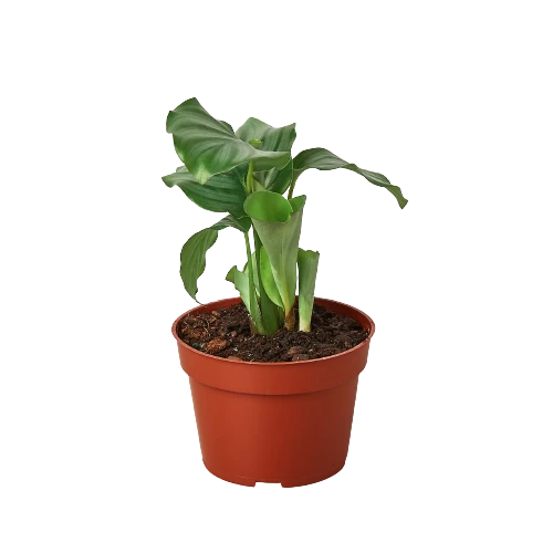 Calathea 'Orbifolia'