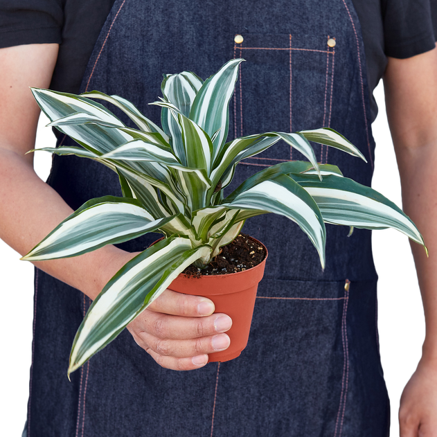 Dracaena 'Warneckii White Jewel'