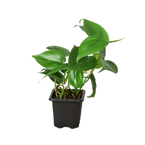 Philodendron Cordatum Heartleaf