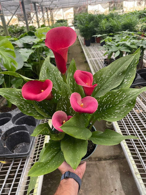 Calla Lily (Zantedeschia)