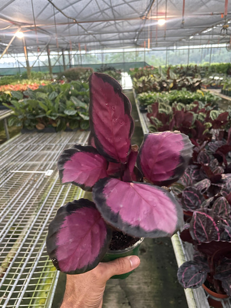 Calathea 'Purple Rose' - Mountain Crest Gardens