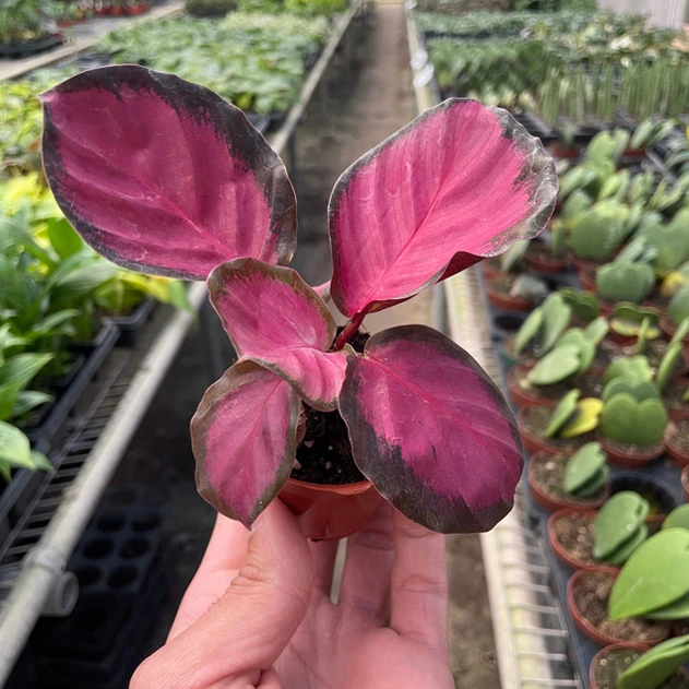 Calathea 'Purple Rose'