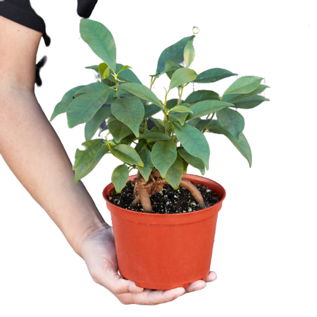 Ficus 'Ginseng'