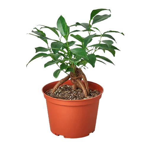 Ficus 'Ginseng'
