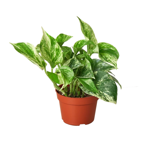 Pothos 'Marble Queen'