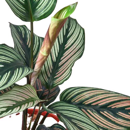 Calathea 'White Star' - Mountain Crest Gardens