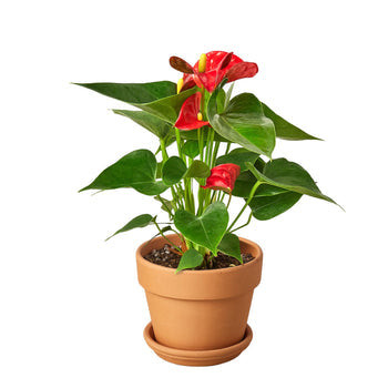Anthurium 'Red' - Mountain Crest Gardens