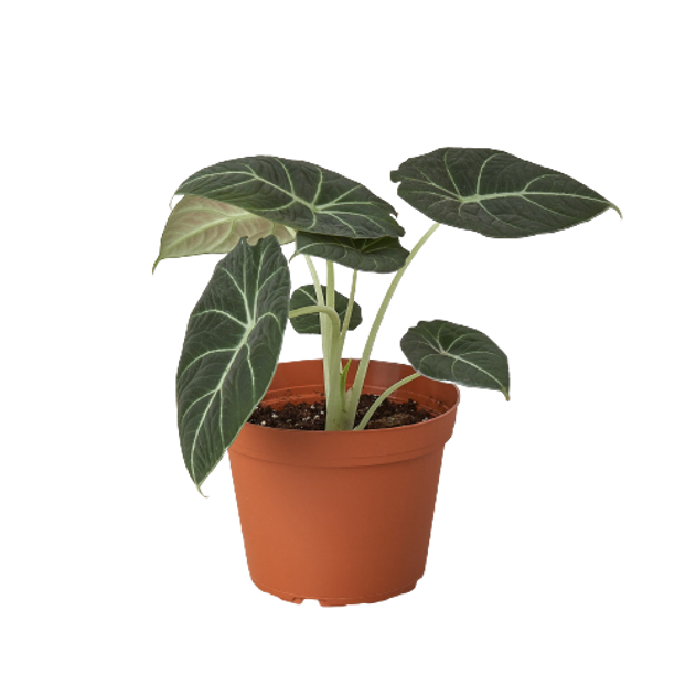 Alocasia Reginula 'Black Velvet'