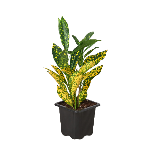 Croton 'Gold Dust'