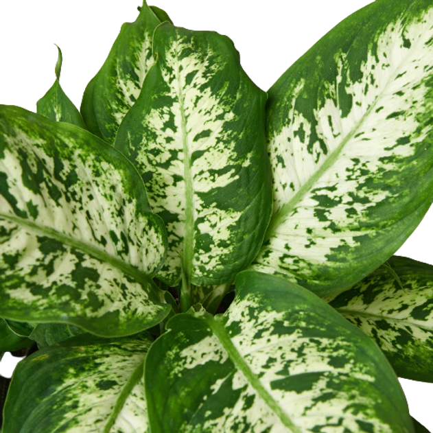 Dieffenbachia 'Tropic Snow'