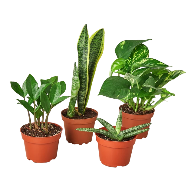 Easy Care Variety Bundle