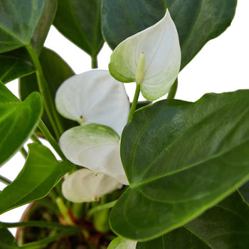 Anthurium 'White' - Mountain Crest Gardens