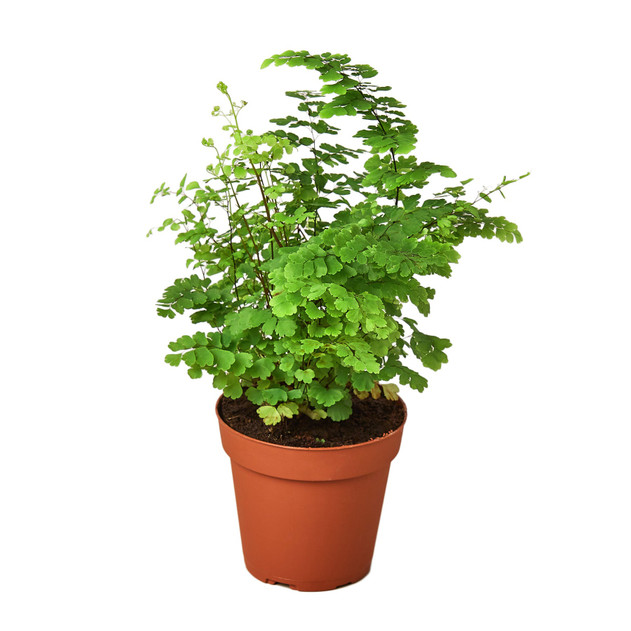Black Maidenhair Fern - Adiantum capillus-veneris