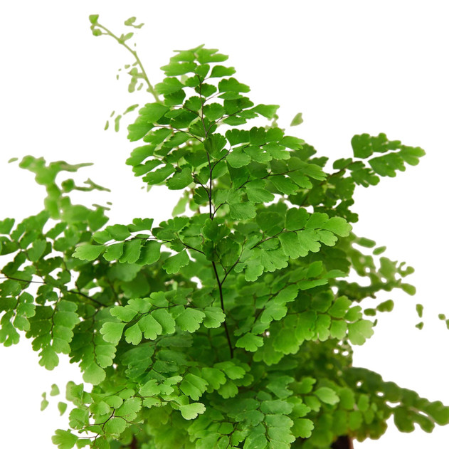 Black Maidenhair Fern - Adiantum capillus-veneris