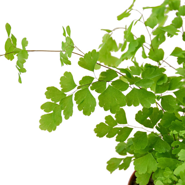 Black Maidenhair Fern - Adiantum capillus-veneris