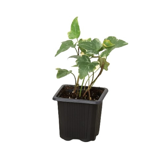 English Ivy 'Glacier'