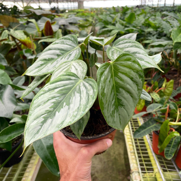 Philodendron 'Sodiroi'