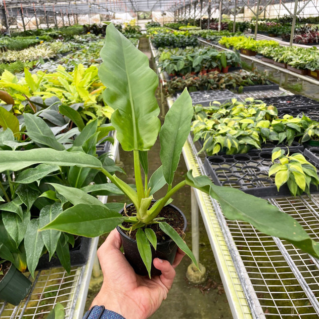 Philodendron 'Jungle Boogie'